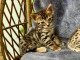chatons bengal non LOOF 