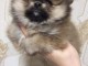 Magnifique Chiots spitz m&acirc;le et femelle