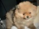 Magnifique Chiots spitz m&acirc;le et femelle