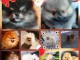 Magnifique Chiots spitz m&acirc;le et femelle