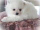Magnifique Chiots spitz m&acirc;le et femelle