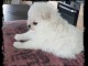 Magnifique Chiots spitz m&acirc;le et femelle