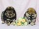 Magnifique Chiots spitz m&acirc;le et femelle