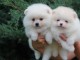 3 magnifiques chiots pom&eacute;raniens