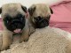 chiots bouledogue fran&ccedil;ais a donner