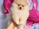 A donner chiots  spitz nain