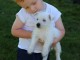 Chiots West Highland white terrier &agrave; donner