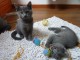 Deux superbes chatons chartreux gris &agrave; adopter
