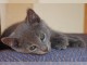 Deux superbes chatons chartreux gris &agrave; adopter