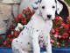 Magnifique chiots dalmatien non lof &agrave; donner