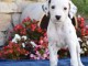 Magnifique chiots dalmatien non lof &agrave; donner
