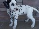 Magnifique chiots dalmatien non lof &agrave; donner