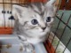 URGENT Chatons British Shorthair non LOOF