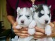 Superbe chiots Husky Sib&eacute;rien a donner 1 femelle et 2 m&acirc;les