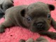 magnifiques Chiots Bouledogue Fran&ccedil;ais