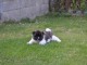Chiots akita am&eacute;ricain 