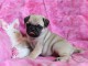 chiots bouledogue fran&ccedil;ais a donner