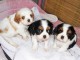 Magnifiques chiots cavalier king charles lof 