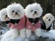 Chiot Bichon a donner 
