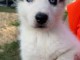 magnifiques chiots type husky de Sib&eacute;rie contre bon soin