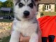 magnifiques chiots type husky de Sib&eacute;rie contre bon soin