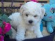 chiots type bichon maltais