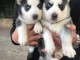 A donner chiots husky sib&eacute;riens LO