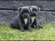 Chiots staffordshire bull terrier LOF