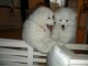 Chiots samoy&egrave;de disponible