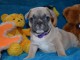 3 chiots bouledogue fran&ccedil;ais