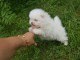 Chiots spitz nain Disponible