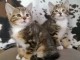 A donner chatons  norv&eacute;gien