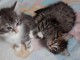 A donner chatons norv&eacute;gien