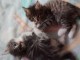 A donner chatons norv&eacute;gien