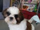 Adorable chiots SHIH TZU