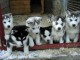 donne chiots husky de sib&eacute;rie contre bon soins 