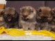 Magnifiques Chiots Spitz Nain Pom&eacute;ranien Pure Race