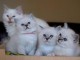 Magnifiques Chatons Sacr&eacute; de Birmanie Pure Race