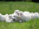Magnifiques Chiots Samoy&egrave;de Pure Race Pedigre