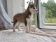 Chiots husky de sib&eacute;riens