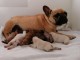 Magnifiques Chiots Bouledogues Fran&ccedil;ais Pure Race