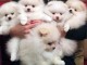 Disponibles a Donner Chiots Pom&eacute;ranien