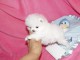 Disponibles a Donner Chiots Pom&eacute;ranien
