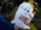 Disponibles de suite Chiot Pom&eacute;ranien