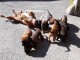 Magnifiques Chiots Boxer Pure Race