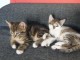 Donne chatons contre bons soins m&acirc;les et femelles 