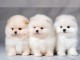Disponible magnifique spitz pom&eacute;ranian nain