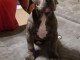 chiots Pit-bull-terrier-am&eacute;rican