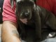 chiots Pit-bull-terrier-am&eacute;rican