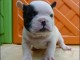 chiots bouledogue fran&ccedil;ais
